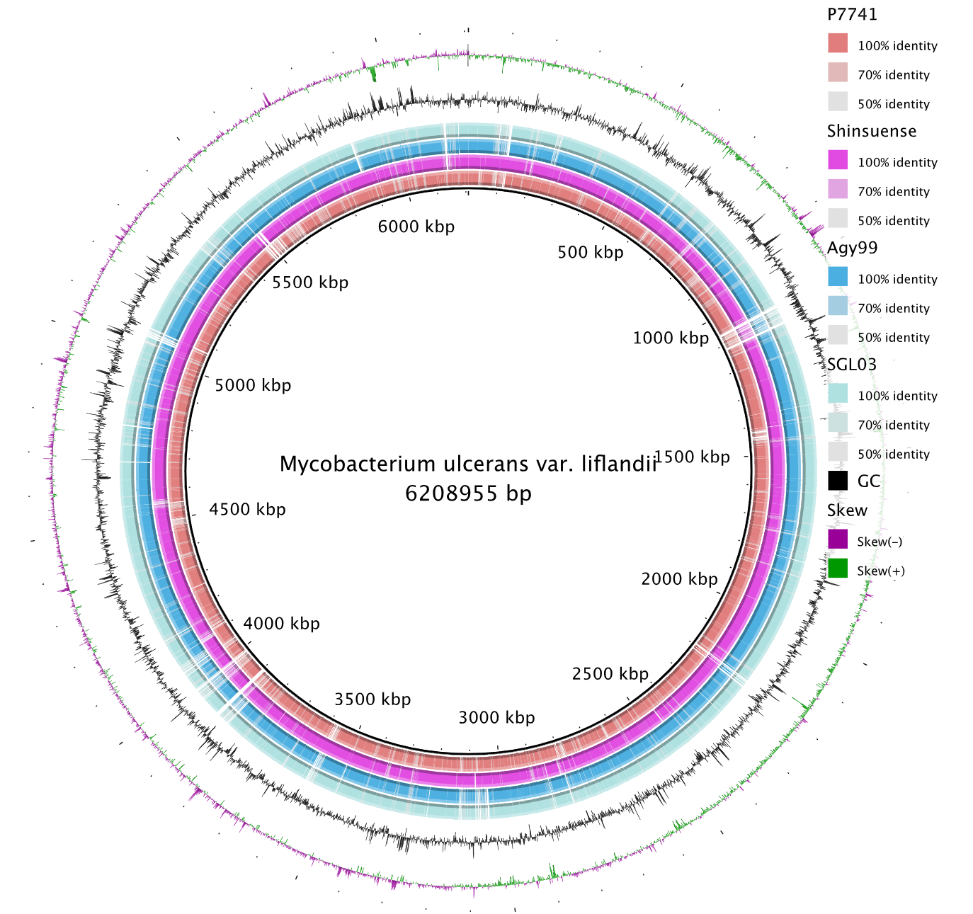 Mycobacterium ulcerans: 5 genomes compared - P7741 was assembled in the workflow. Click on image gets the SVG version.