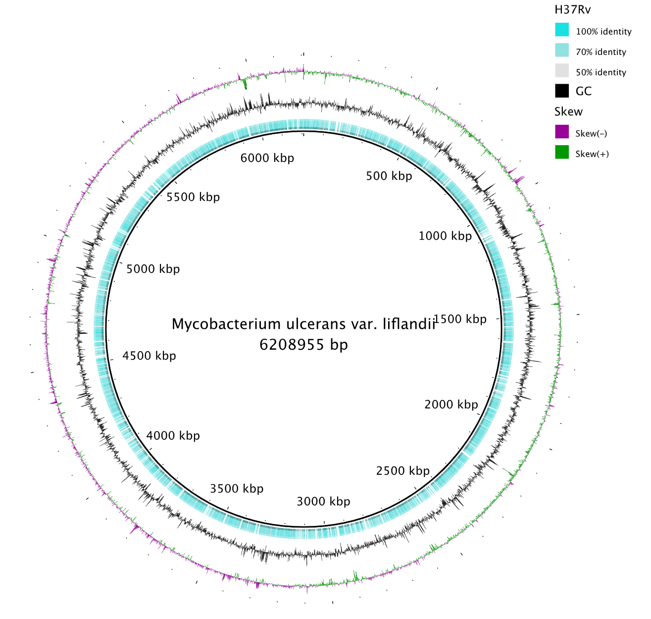 Mycobacterium ulcerans liflandii vs Mycobacterium tuberculosis. Click on image gets the SVG version.